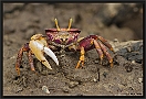 Purple Fiddler Crab, Uca tangeri Location: Tanji, the Gambia purple Fiddler Crab MG 6779 kopie